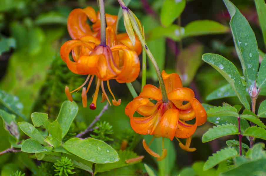 Lilium Debile - Kamchatka - Rusia 1